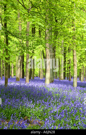 Bois de hêtre avec tapis de jacinthes Ringshall Hertfordshire en Angleterre Banque D'Images