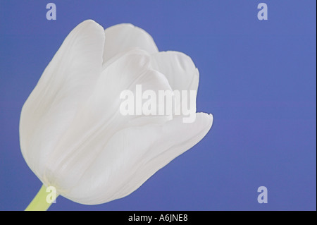 Fleur de tulipe blanche sur un fond bleu Banque D'Images
