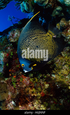 Angelfish Pomacanthus paru en français Banque D'Images