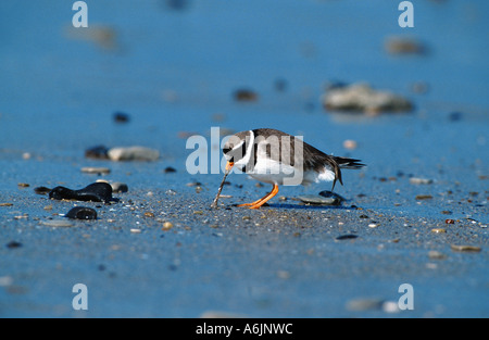 Ringed Plover (Charadrius hiaticula), homme, Allemagne Banque D'Images