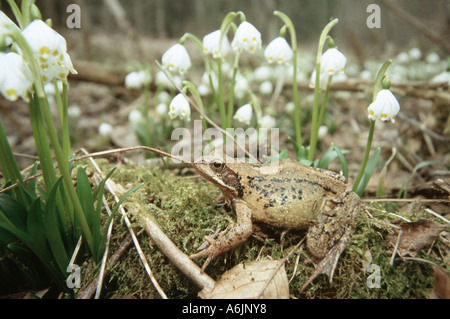 Grenouille rousse, grenouille herbe (Rana temporaria), femme en face de groupe des flocons de printemps Leucojum vernum,, Allemagne, Bavière, l'Ob Banque D'Images