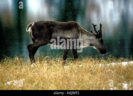 Caribous femelles MC2-45 Banque D'Images