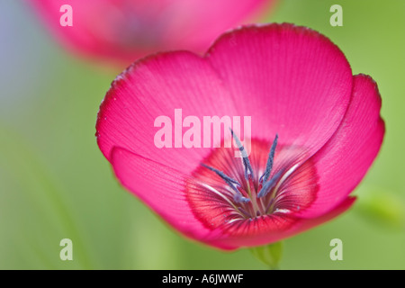 Scarlet lin (Linum grandiflorum rubrum), oranger, unique en Allemagne, en Rhénanie du Nord-Westphalie, Bielefeld Banque D'Images