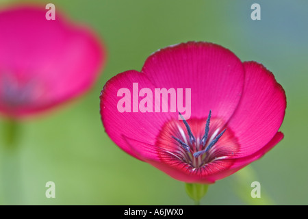 Scarlet lin (Linum grandiflorum rubrum), oranger, unique en Allemagne, en Rhénanie du Nord-Westphalie, Bielefeld Banque D'Images