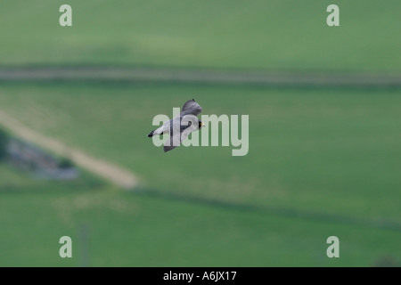 Faucon pèlerin Falco peregrinus en vol le Perthshire Scotland Royaume-Uni Banque D'Images