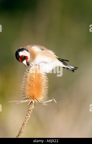 Chardonneret sur cardère Carduelis carduelis se nourrissant de graines Gloucestershire Royaume Uni Banque D'Images