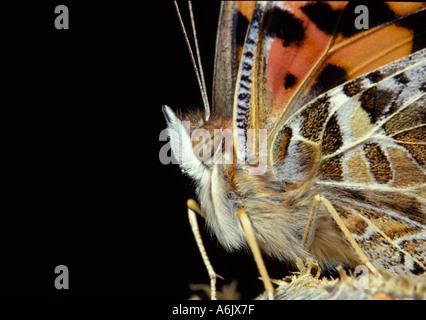 L'Australie a peint Lady Butterfly Vanessa kershawi close up montrant oeil composé et antennes Banque D'Images