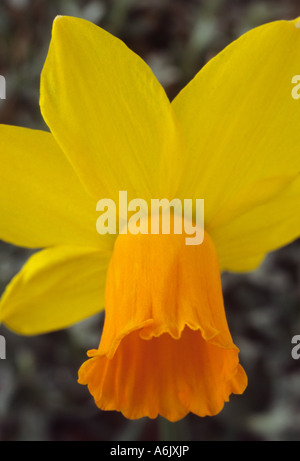 Narcissus 'Jetfire' AGM (Jonquille) Close up of orange et jaune jonquille Cyclamineus Division 6. Banque D'Images