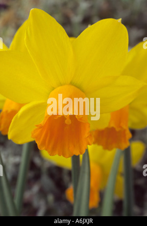 Narcissus 'Jetfire' AGM (Jonquille) Close up of orange et jaune jonquille Cyclamineus Division 6 6. Banque D'Images