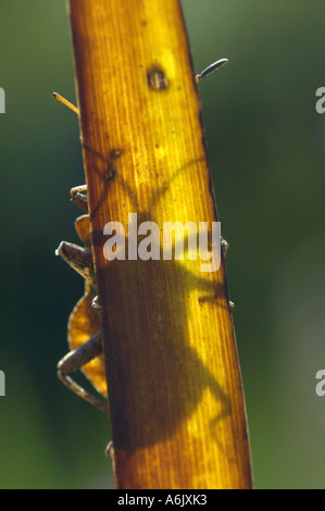 Syromastes rhombeus (bug), bug sur le limbe de reed Banque D'Images