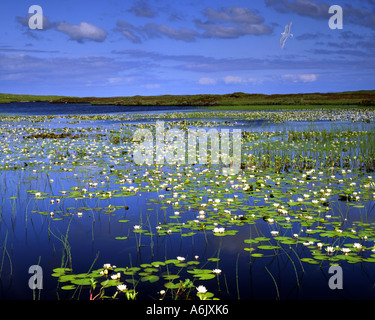 Fr - Scotland : Loch Olavat sur Benbecula dans les Hébrides extérieures Banque D'Images