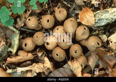 (Lycoperdon pyriforme vesse-moignon), plusieurs organes de fructification maturité ouverte par le dessus, la Norvège Banque D'Images