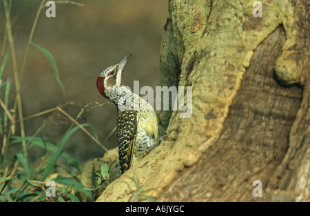 Le pic de Bennett (Campethera bennettii), au pied d'un tronc d'arbre, Mpumalanga Banque D'Images