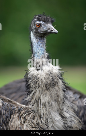 - Emu Dromaius novaehollandiae Banque D'Images