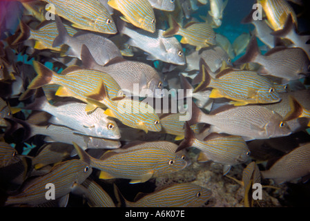 École de poisson tourné sur un récif au large de la côte du Belize à Ambergris Key Banque D'Images