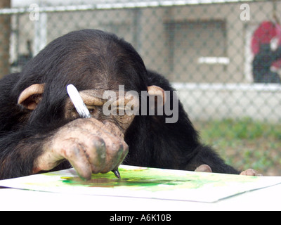 Jeune chimpanzé dessin sur un fingerpainting elle a fait avec un stylo Sharpie Banque D'Images