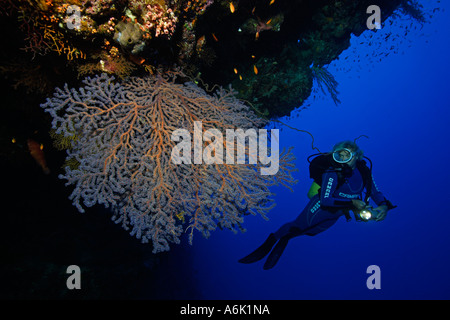 Plongée sous marine sur les récifs coralliens colorés Banque D'Images