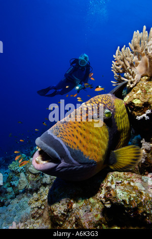 Scuba Diver et balistes titan Balistoides viridescens dans coral reef Banque D'Images