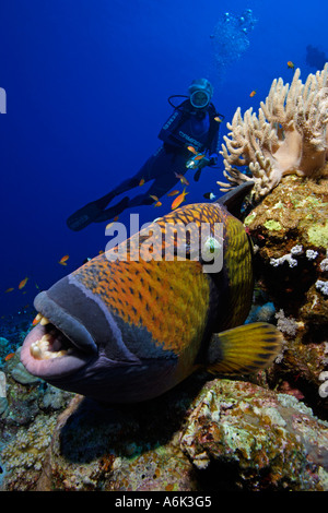 Scuba Diver et balistes titan Balistoides viridescens dans coral reef Banque D'Images