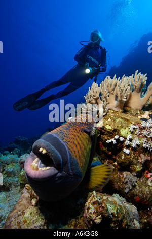 Scuba Diver et balistes titan Balistoides viridescens dans coral reef Banque D'Images