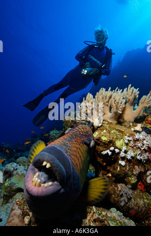 Scuba Diver et balistes titan Balistoides viridescens dans coral reef Banque D'Images