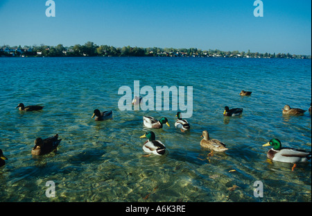 Piscine canards sur un lac Banque D'Images