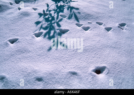 Empreintes et les ombres sur la neige Banque D'Images