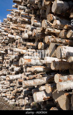Pile de grumes de bouleau, Finlande Banque D'Images