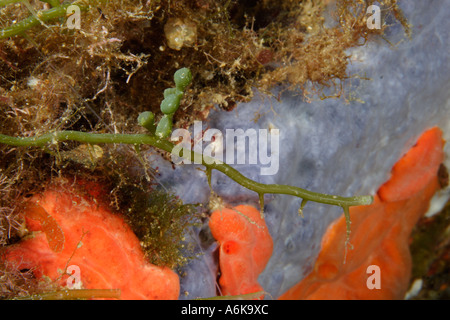 Fond envahi par l'algue Caulerpa racemosa Banque D'Images