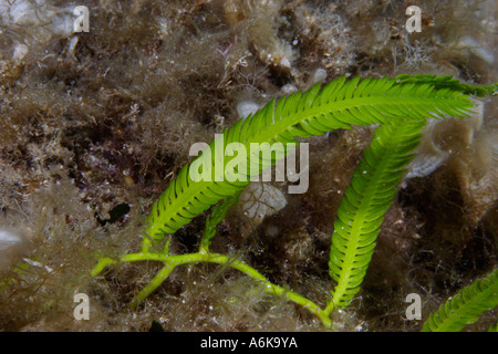 Killer, algue Caulerpa taxifolia, Elbe Italie Mer Méditerranée Banque D'Images