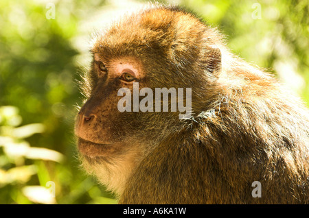 Macaque berbère Banque D'Images