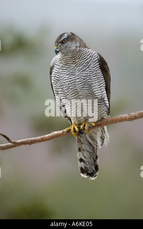 Autour des palombes perché sur branch Banque D'Images