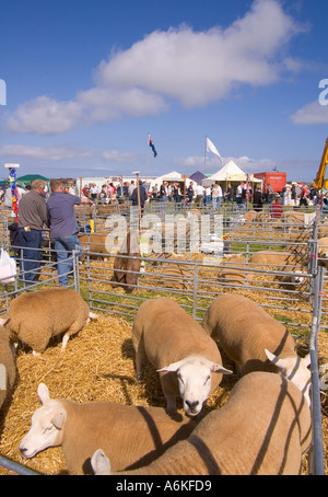 dh County Show KIRKWALL ORKNEY Display of Texel gimmer brebis in cheptel PEN show Ground agriculture Farm Pen flock uk Banque D'Images