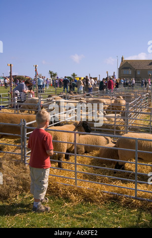 Le Comté des Orcades KIRKWALL dh montre garçon regardant gimmer Moutons Brebis Suffolk dans l'élevage de masse pen show Banque D'Images