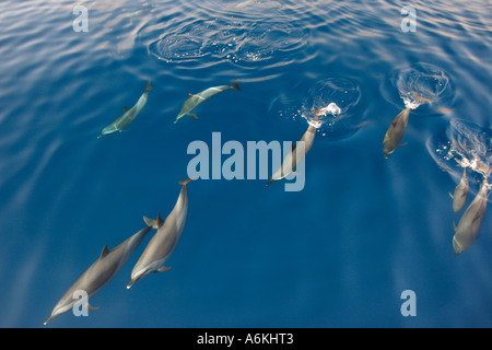 L'école de dauphins communs sur la surface, Delphinus delphis Banque D'Images