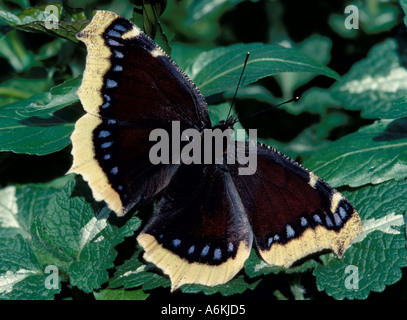 Papillon Nymphalis antiopa Camberwell Beauty UK Banque D'Images