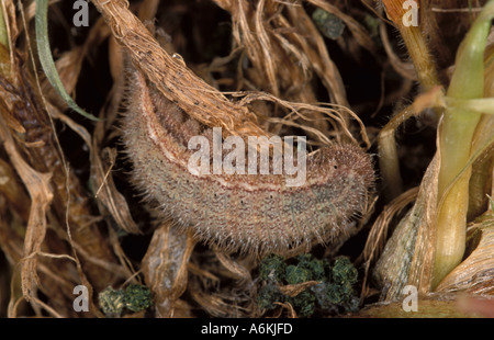 Aphantopus hyperantus un papillon : CATERPILLAR UK Banque D'Images