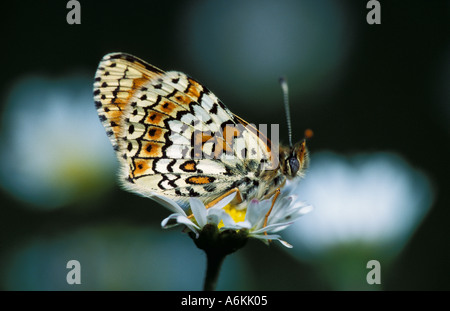 Glanville Fritillary Butterfly Melitaea cinxia UK Banque D'Images