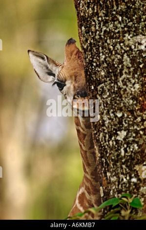 Girafe Rothschild Giraffa camelopardalis rothschildi neuf bébé de jour Parc national du Lac Nakuru au Kenya l'Afrique de Dist Banque D'Images