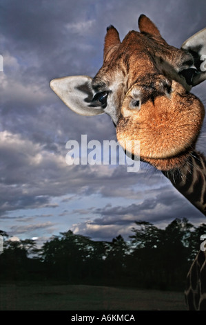 Girafe Rothschild Giraffa camelopardalis rothschildi Portrait d'adulte avec un ciel d'orage en arrière-plan le Kenya Banque D'Images