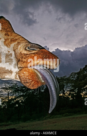 Girafe Rothschild Giraffa camelopardalis rothschildi Portrait des adultes et de l'étendue de la langue avec ciel d'orage en arrière-plan le Kenya Banque D'Images