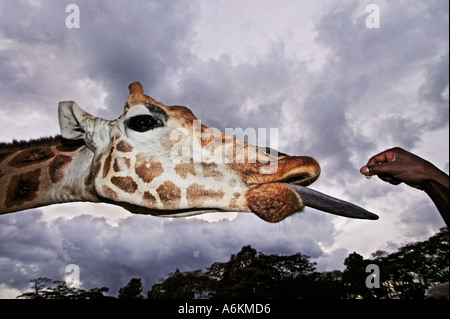 Girafe Rothschild Giraffa camelopardalis rothschildi Portrait des adultes et de l'étendue de la langue avec ciel d'orage en arrière-plan le Kenya Banque D'Images