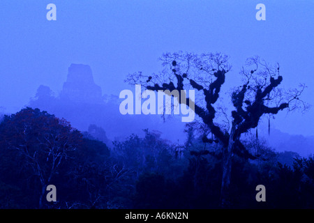 Mist bâches 8e siècle Temple IV au lever du soleil, dans le site du patrimoine mondial de l'Unesco les ruines mayas de Tikal El Peten au Guatemala Banque D'Images