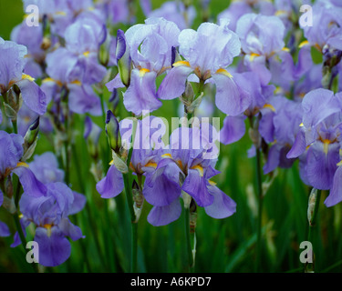 Iris iris germanica Banque D'Images