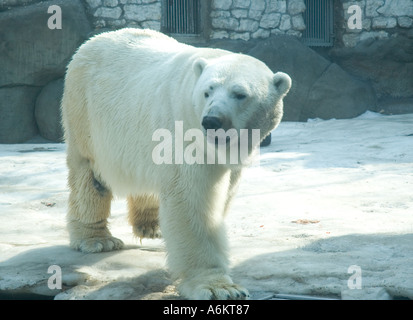 Un ours dans le Zoo de Moscou Banque D'Images