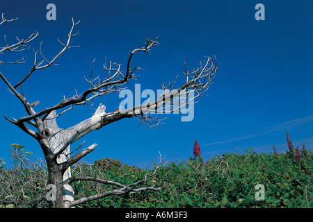 Bien blanchis arbre mort et fleurs sauvages sur Sark Banque D'Images