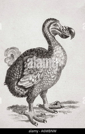 18e siècle dessin du dodo maintenant disparu de Maurice Raphus cucullatus Banque D'Images