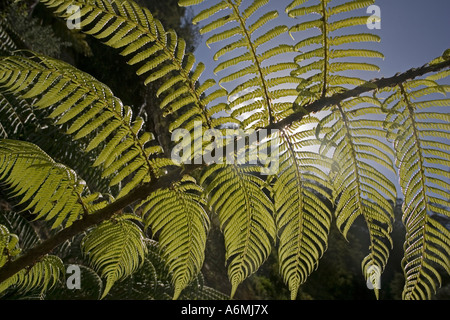 Frondes rétroéclairé de fougères arborescentes Karangahake Gorge près de Paeroa Nouvelle-zélande Banque D'Images