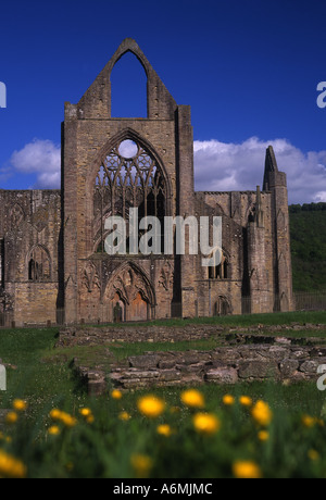 Abbaye de Tintern en été avec des renoncules en premier plan Wye Valley Monmouthshire Tintern South Wales UK Banque D'Images