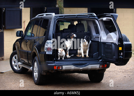 Deux chiens BORDER COLLIE ET UN JACK RUSSELL À L'ARRIÈRE D'UN VÉHICULE QUATRE ROUES MOTRICES UK Banque D'Images